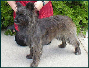 Pyrenean Shepherd
