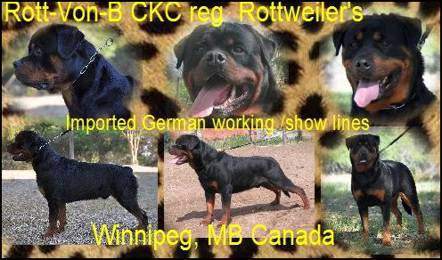 Rott-Von-B Rottweilers