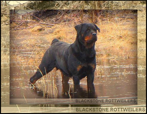 BlackStone Kennel
