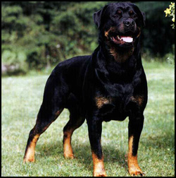 Braxenburg Rottweilers