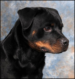 Libelle Rottweilers