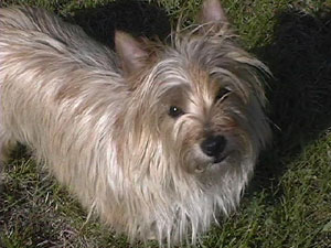 Cairn Terriers