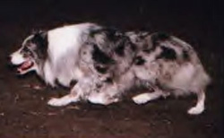 Australian Shepherd