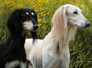 Saluki