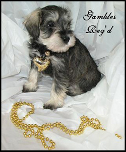 Gamble's Miniature Schnauzers