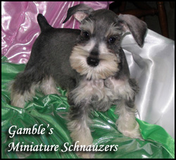 Gambles Miniature Schnauzers