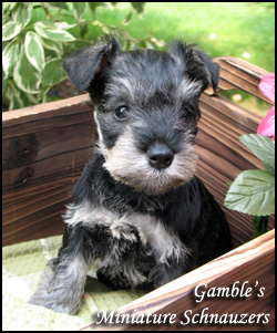 Gamble's Miniature Schnauzers