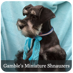 Gamble's Miniature Schnauzers