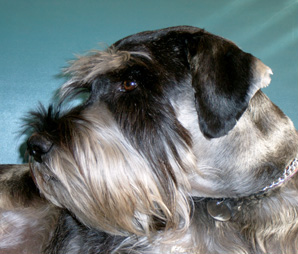 Standard Schnauzer