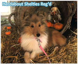 Herdabout Shelties Reg'd