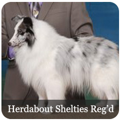 Herdabout Shelties Reg'd