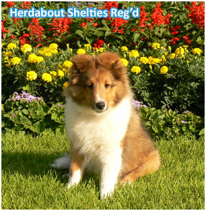 Herdabout Shelties Reg'd