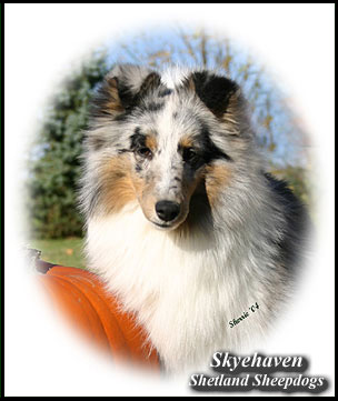 Skyehaven Shetland Sheepdogs