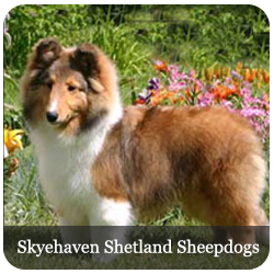 Skyehaven Shetland Sheepdogs