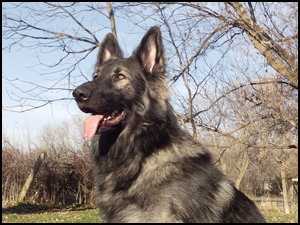 Atlantis Shiloh Shepherds
