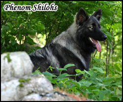 Phenom Shilohs