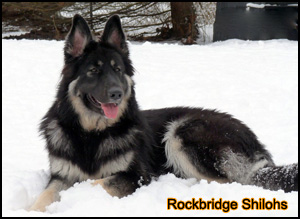 Rockbridge Shilohs