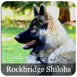 Rockbridge Shilohs