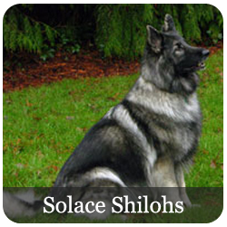 Solace Shilohs