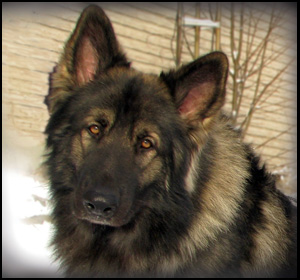 Twilight Acres Shiloh Shepherds