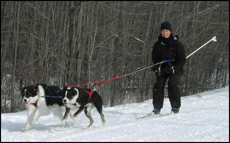 Skijoring