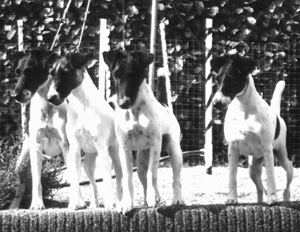 Smooth Fox Terriers