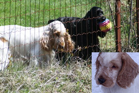 Cedarstone Kennel Perm Reg'd