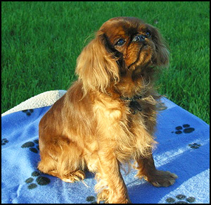 FleurDeLys English Toy Spaniels