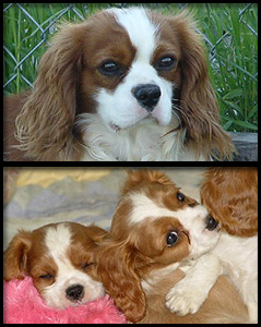 Heidiland Reg. Cavalier King Charles Spaniels