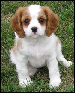 Littlepaws