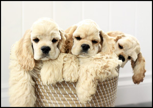 Lucii Lemon American Cocker Spaniels