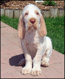 Casalvieri Kennel