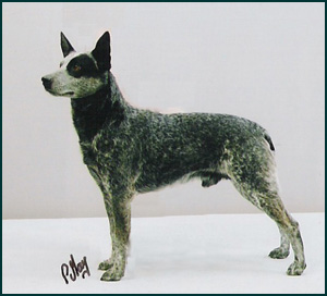 Stumpy Tail Cattle Dog