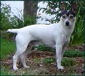 Australian Tenterfield Terrier