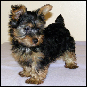 BluAmulette Reg'd Kennel