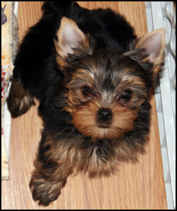 Cinderella Yorkshire Terriers