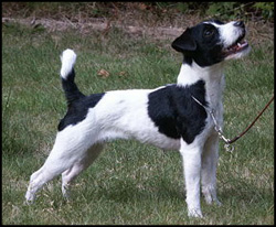 Jack Russell Terrier
