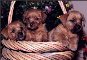 Dralion Kennels