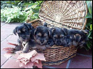 Norwich Terrier Puppies