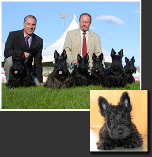 Pendor Scottish Terriers