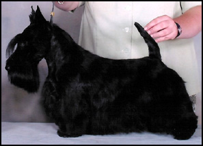 Scottish Terrier