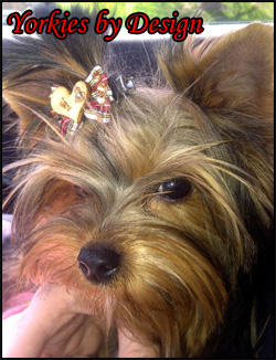 Yorkies by Design
