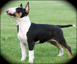 Zircon Kennels