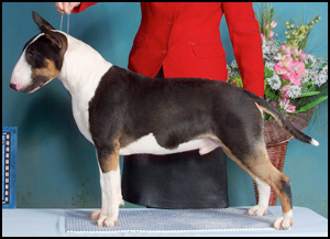 Zircon Kennels