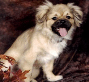 Tibetan Spaniel
