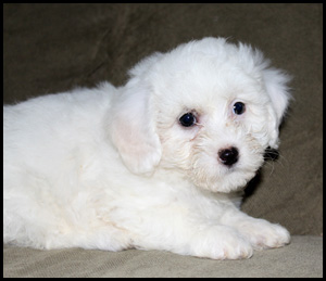 AllThat Reg'd Bichons
