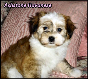 Ashstone Havanese