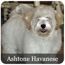 Ashstone Havanese