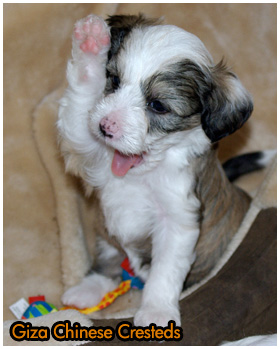 Giza Chinese Crested Reg'd