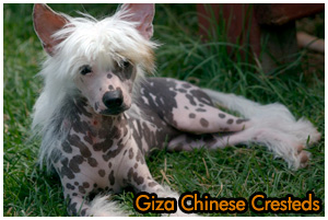 Giza Chinese Cresteds Reg'd